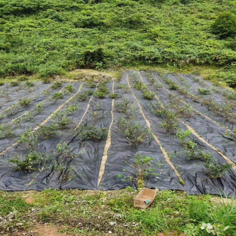 PET Woven Geotextile Fabric for Drainage