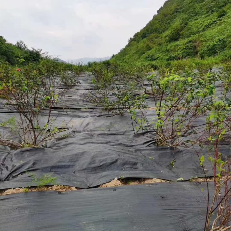 weed control cloth