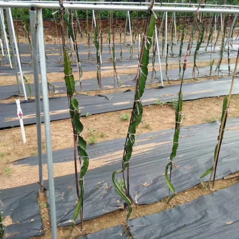 ground cloth for weed control