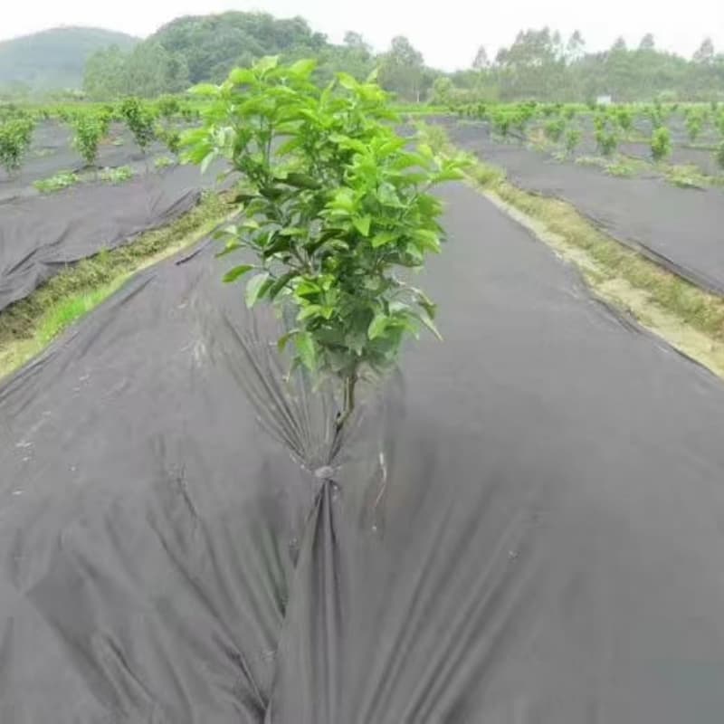 weed man weed control