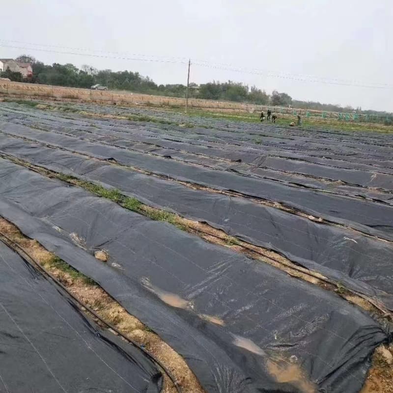 weed man weed control
