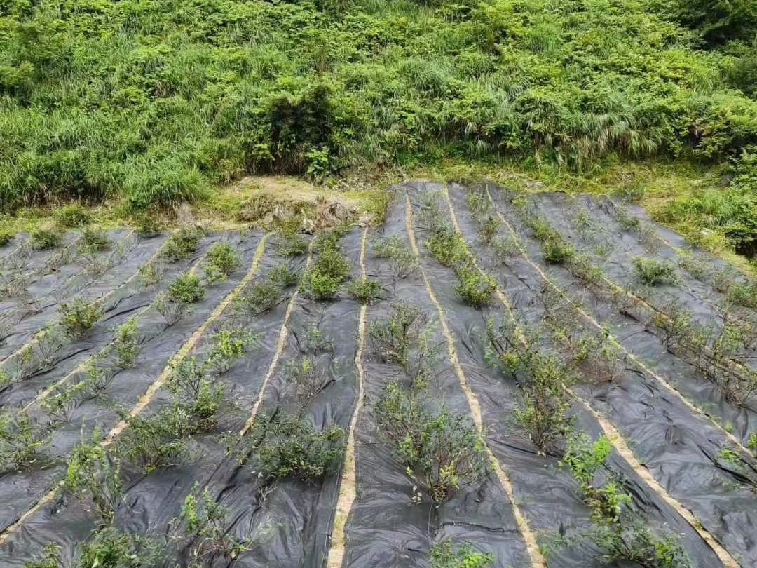 Application of Weed Barrier in Commercial Blueberry Cultivation: A 5-Year Agronomic and Economic Study