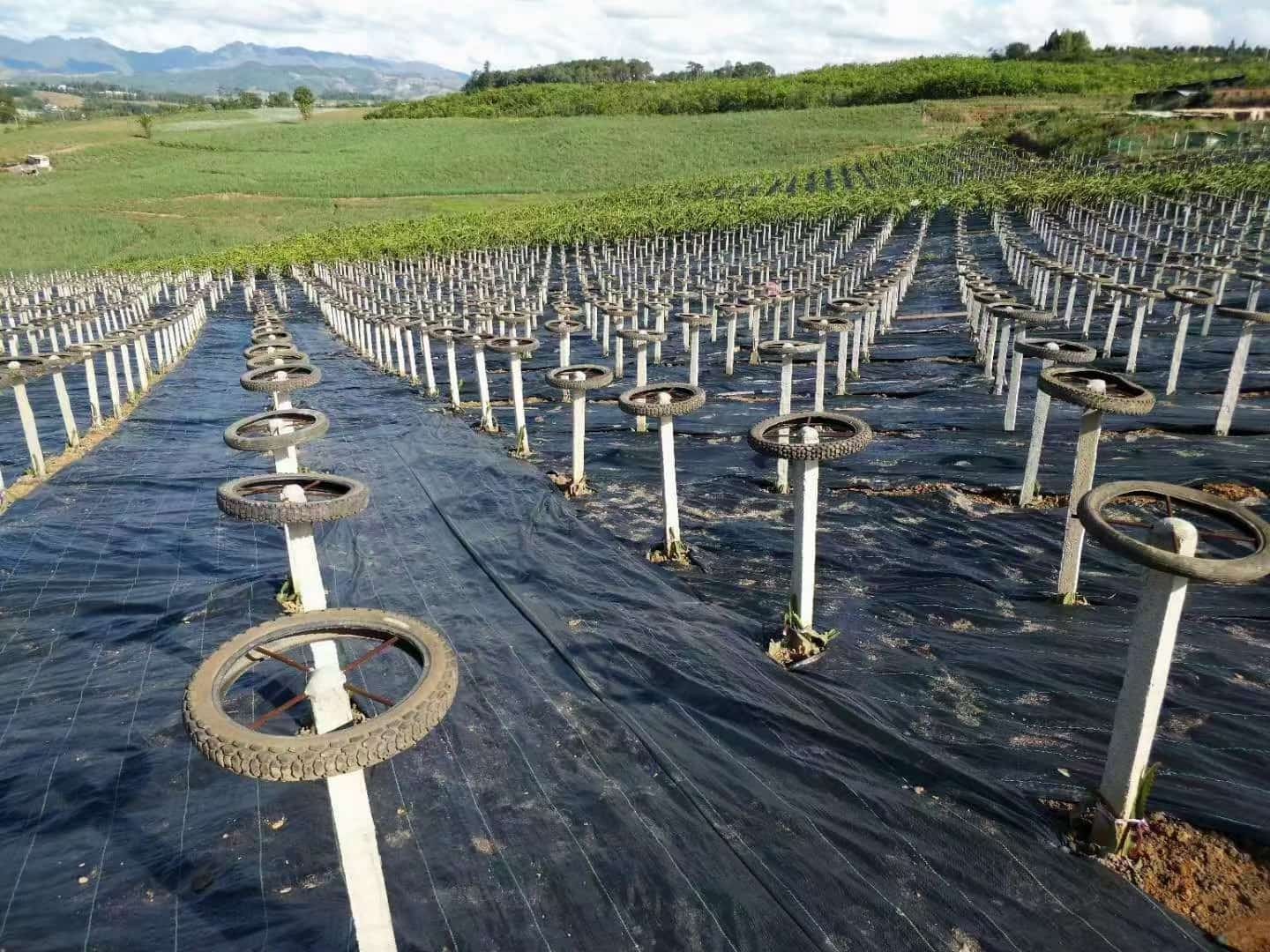 Woven Weed Control Fabric Manufacturing Process